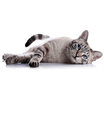 gatto