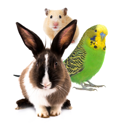 Uccelli, Roditori e Lagomorfi
